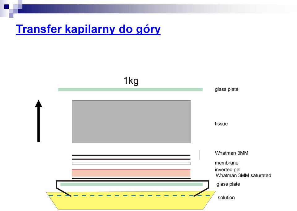 membrane inverted gel Whatman