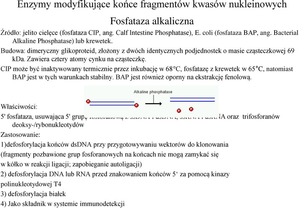 CIP może być inaktywowany termicznie przez inkubację w 68 C, fosfatazę z krewetek w 65 C, natomiast BAP jest w tych warunkach stabilny. BAP jest również oporny na ekstrakcję fenolową.