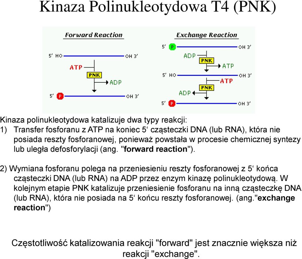 2) Wymiana fosforanu polega na przeniesieniu reszty fosforanowej z 5 końca cząsteczki DNA (lub RNA) na ADP przez enzym kinazę polinukleotydową.