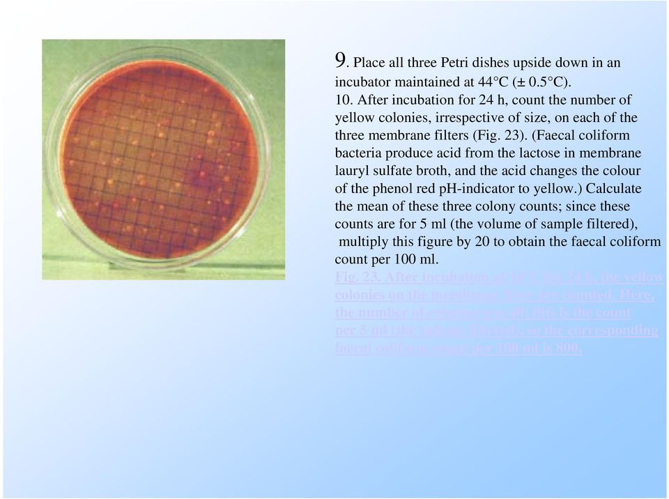 (Faecal coliform bacteria produce acid from the lactose in membrane lauryl sulfate broth, and the acid changes the colour of the phenol red ph-indicator to yellow.