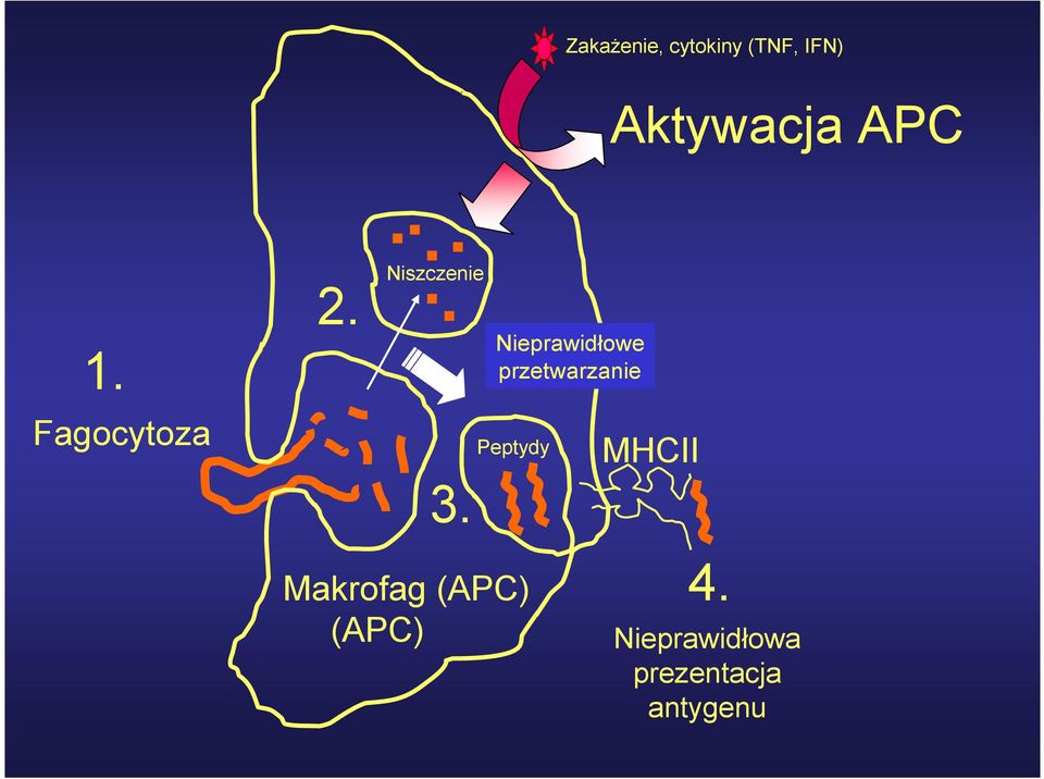 Nieprawidłowe przetwarzanie Peptydy MHCII