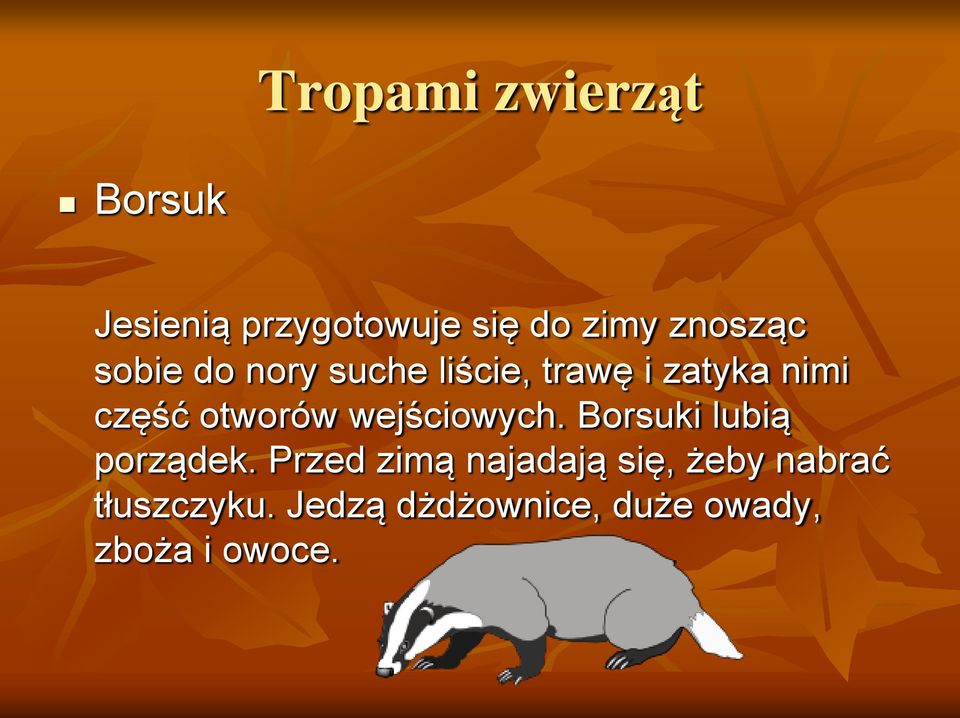 otworów wejściowych. Borsuki lubią porządek.