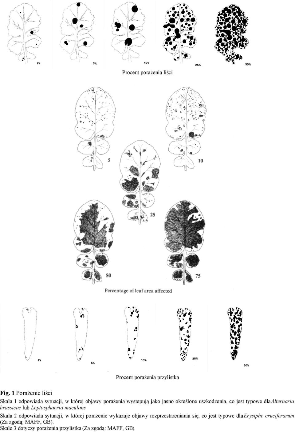 uszkodzenia, co jest typowe dla Alternaria brassicae lub Leptosphaeria maculans Skala 2 odpowiada sytuacji, w