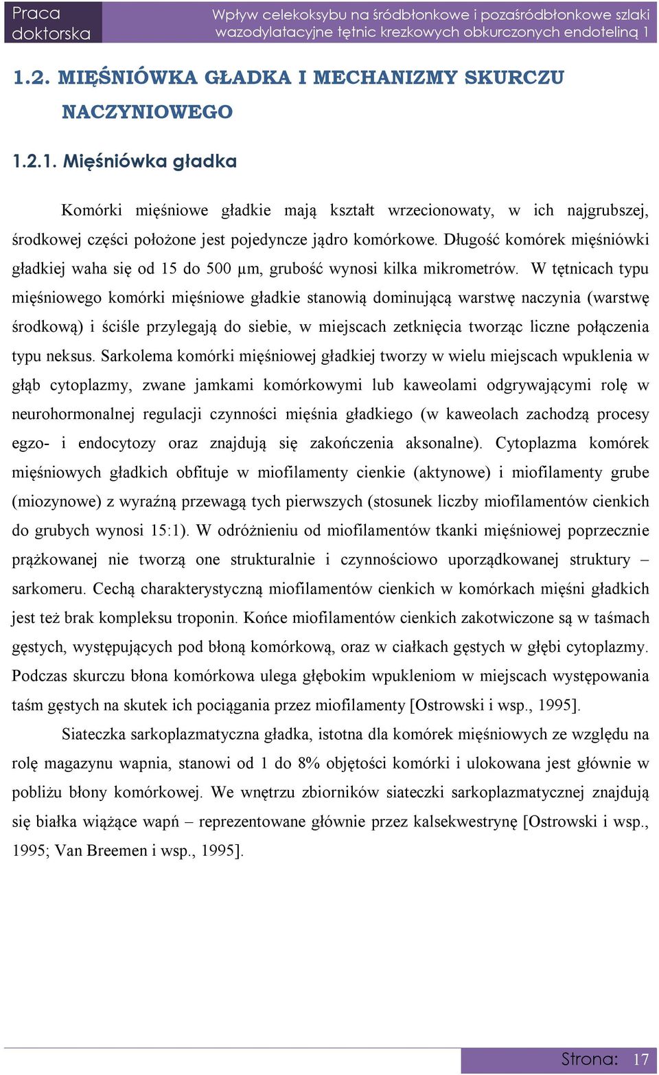 W tętnicach typu mięśniowego komórki mięśniowe gładkie stanowią dominującą warstwę naczynia (warstwę środkową) i ściśle przylegają do siebie, w miejscach zetknięcia tworząc liczne połączenia typu