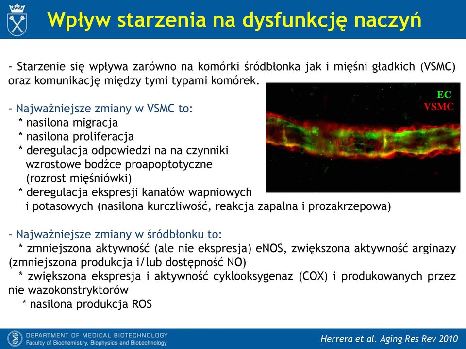 ekspresji kanałów wapniowych i potasowych (nasilona kurczliwość, reakcja zapalna i prozakrzepowa) EC VSMC - Najważniejsze zmiany w śródbłonku to: * zmniejszona aktywność (ale nie ekspresja)