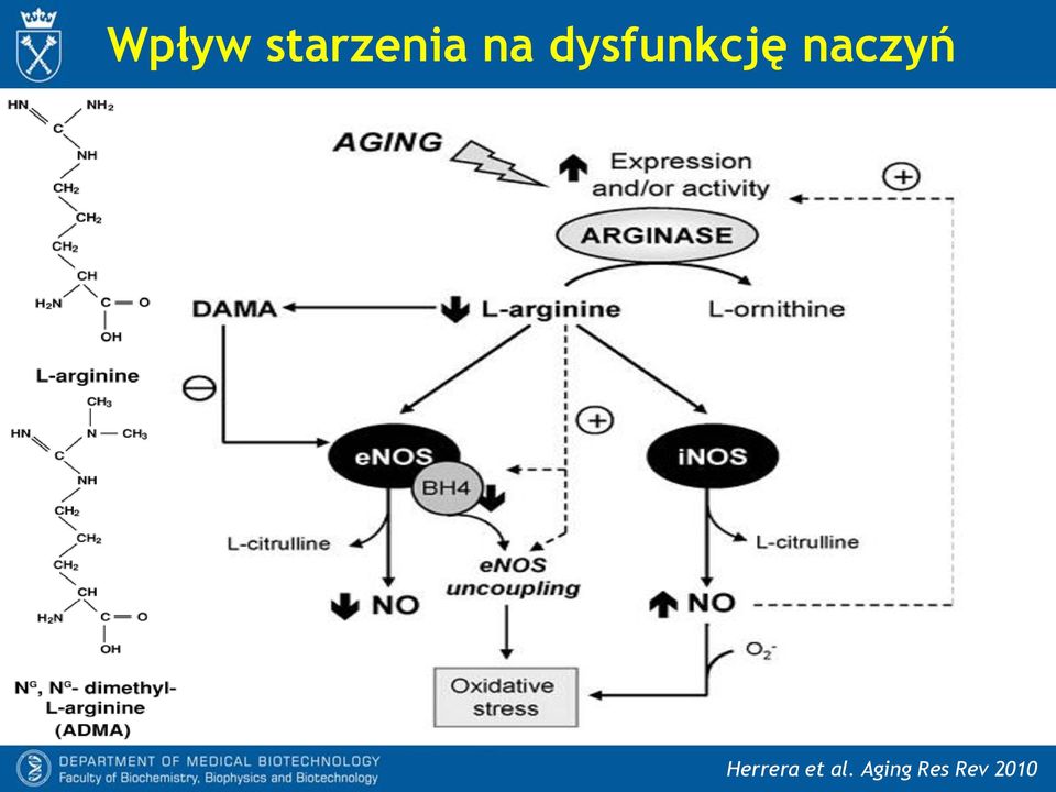 naczyń Herrera et