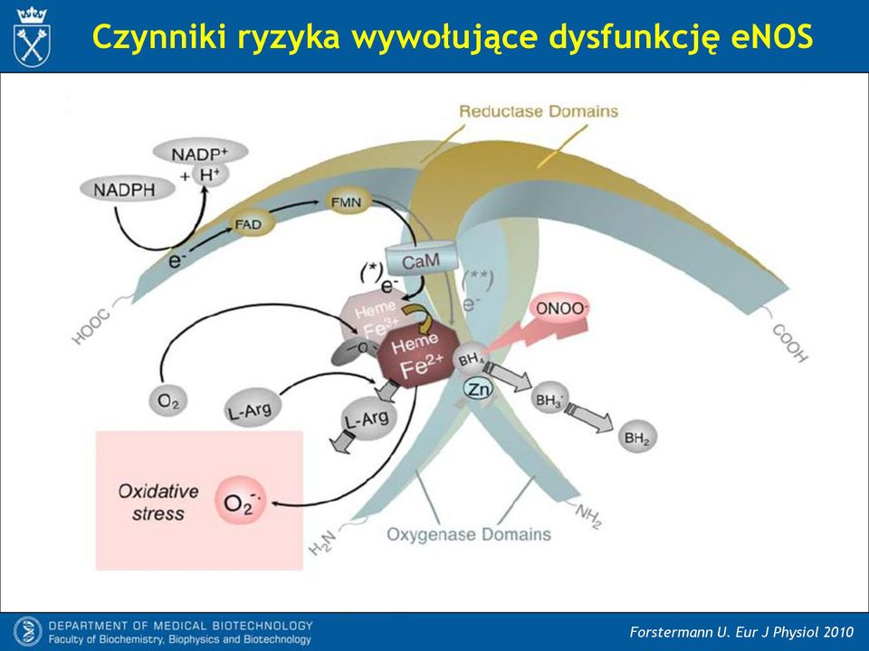 dysfunkcję enos