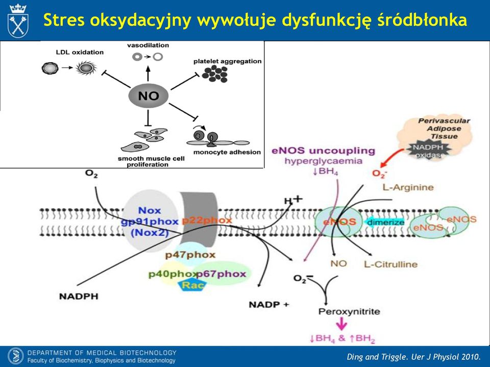 śródbłonka Ding and