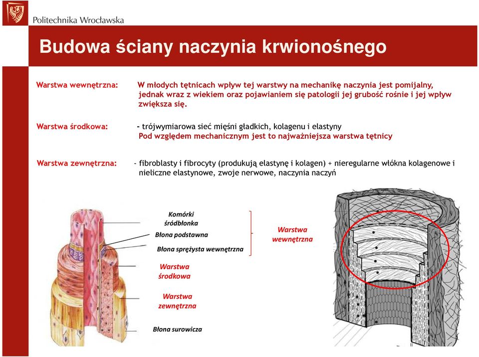 Warstwa środkowa: - trójwymiarowa sieć mięśni gładkich, kolagenu i elastyny Pod względem mechanicznym jest to najwaŝniejsza warstwa tętnicy Warstwa zewnętrzna: -