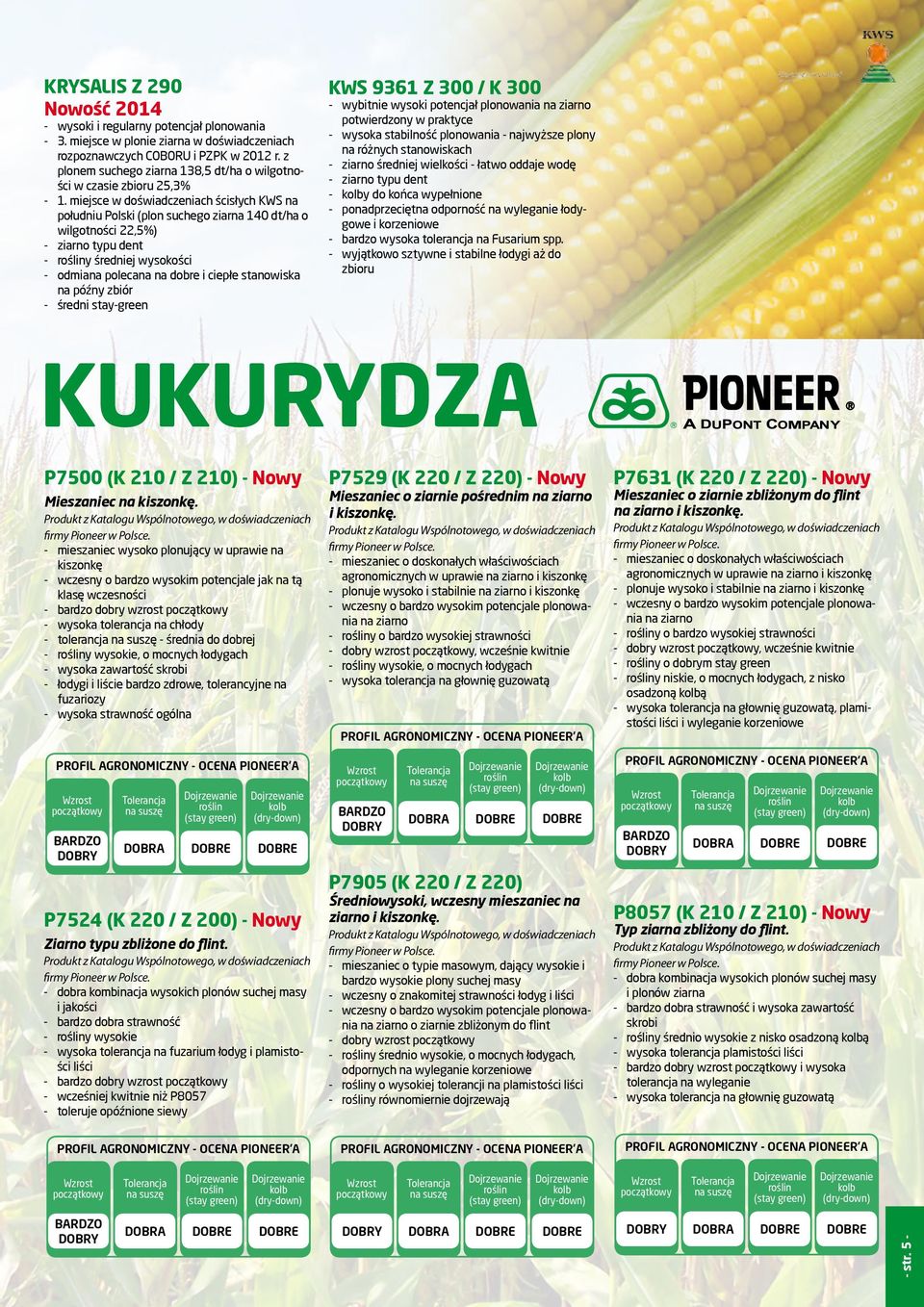 miejsce w doświadczeniach ścisłych KWS na południu Polski (plon suchego ziarna 140 dt/ha o wilgotności 22,5%) ziarno typu dent y średniej wysokości odmiana polecana na dobre i ciepłe stanowiska na