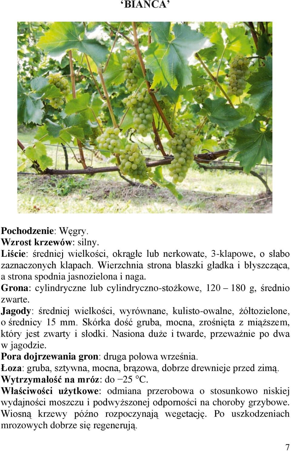 Jagody: średniej wielkości, wyrównane, kulisto-owalne, żółtozielone, o średnicy 15 mm. Skórka dość gruba, mocna, zrośnięta z miąższem, który jest zwarty i słodki.