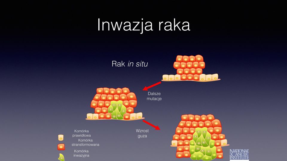 prawidłowa Komórka