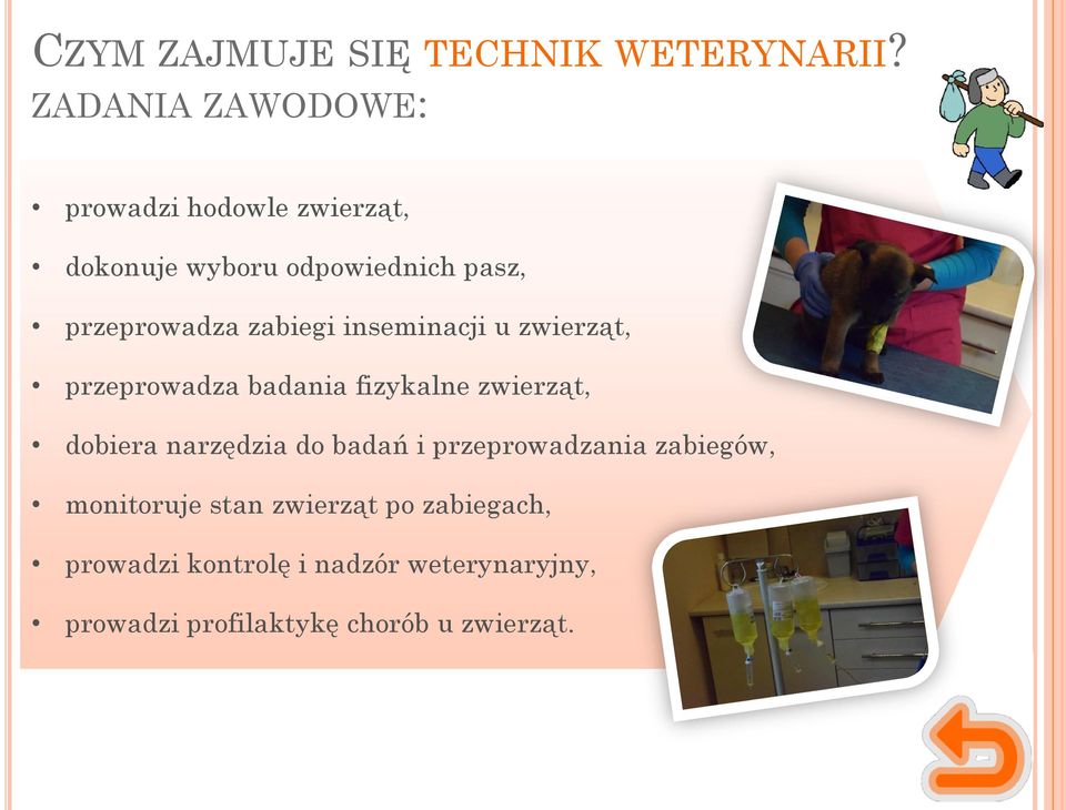 zabiegi inseminacji u zwierząt, przeprowadza badania fizykalne zwierząt, dobiera narzędzia do