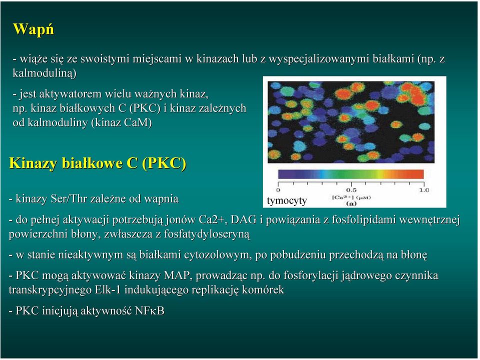 Ca2+, DAG i powiązania z fosfolipidami wewnętrznej powierzchni błony, zwłaszcza z fosfatydyloseryną - w stanie nieaktywnym są białkami cytozolowym,, po pobudzeniu