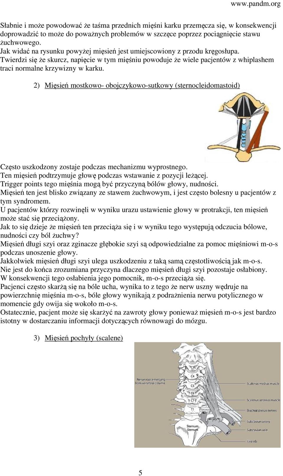 2) Mięsień mostkowo- obojczykowo-sutkowy (sternocleidomastoid) Często uszkodzony zostaje podczas mechanizmu wyprostnego. Ten mięsień podtrzymuje głowę podczas wstawanie z pozycji leżącej.