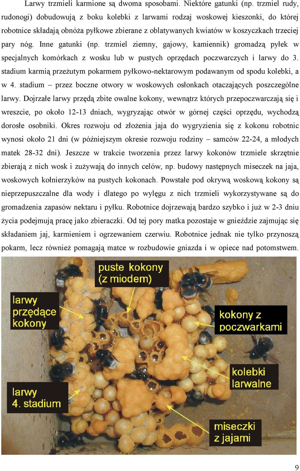 Inne gatunki (np. trzmiel ziemny, gajowy, kamiennik) gromadzą pyłek w specjalnych komórkach z wosku lub w pustych oprzędach poczwarczych i larwy do 3.