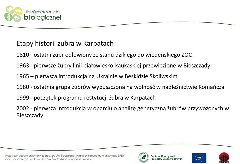 Beskidzie Skoliwskim 1980 - ostatnia grupa żubrów wypuszczona na wolność w nadleśnictwie Komańcza 1999 - początek