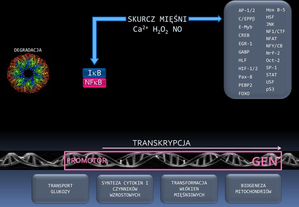 Oct-2 SP-1 STAT USF p53 PROMOTOR TRANSKRYPCJA GEN TRANSPORT GLUKOZY SYNTEZA