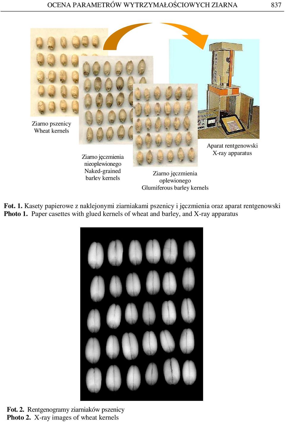Kasety papierowe z naklejonymi ziarniakami pszenicy i jęczmienia oraz aparat rentgenowski Photo 1.