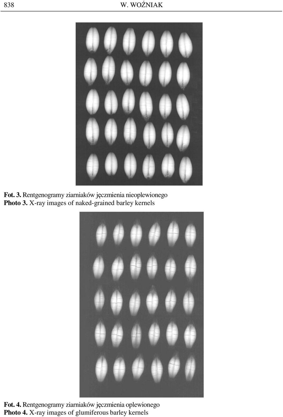 X-ray images of naked-grained barley kernels Fot. 4.