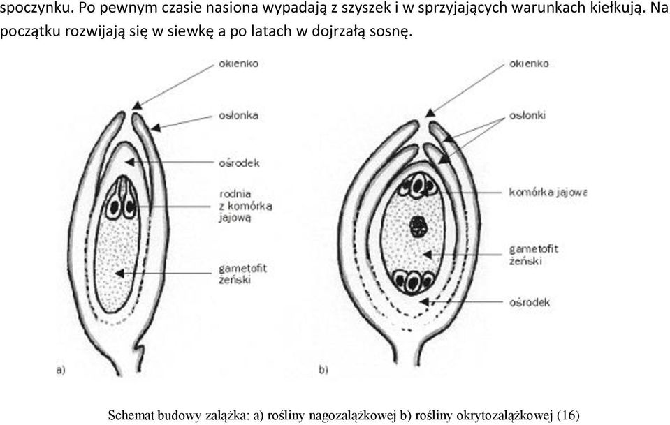 sprzyjających warunkach kiełkują.