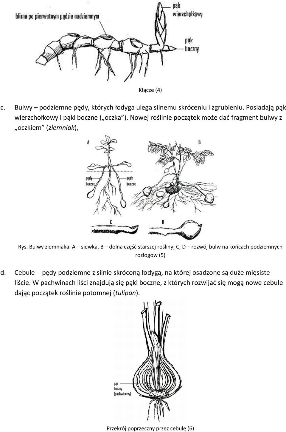 Bulwy ziemniaka: A siewka, B dolna częśd starszej rośliny, C, D rozwój bulw na koocach podziemnych rozłogów (5) d.