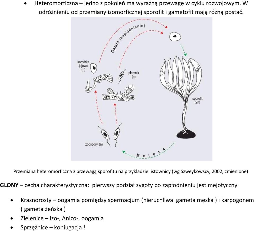 Przemiana heteromorficzna z przewagą sporofitu na przykładzie listownicy (wg Szweykowscy, 2002, zmienione) GLONY cecha