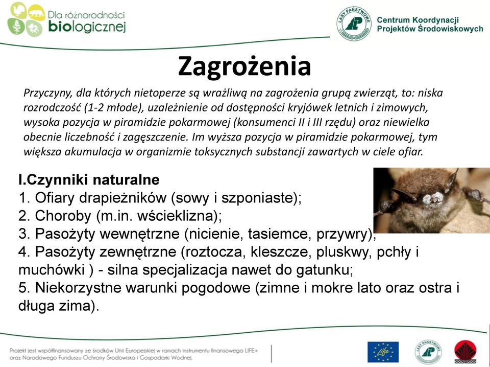 Im wyższa pozycja w piramidzie pokarmowej, tym większa akumulacja w organizmie toksycznych substancji zawartych w ciele ofiar. I.Czynniki naturalne 1.