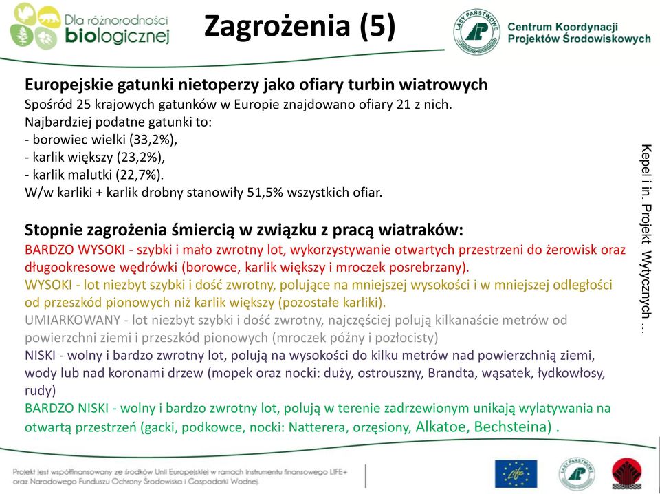 Stopnie zagrożenia śmiercią w związku z pracą wiatraków: BARDZO WYSOKI - szybki i mało zwrotny lot, wykorzystywanie otwartych przestrzeni do żerowisk oraz długookresowe wędrówki (borowce, karlik