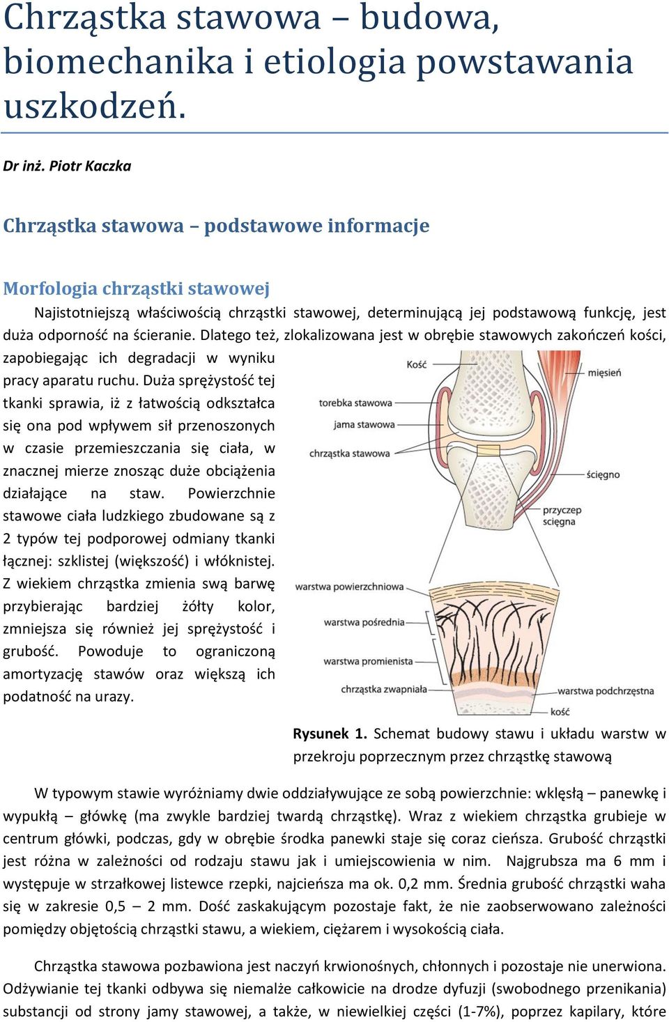 ścieranie. Dlatego też, zlokalizowana jest w obrębie stawowych zakooczeo kości, zapobiegając ich degradacji w wyniku pracy aparatu ruchu.