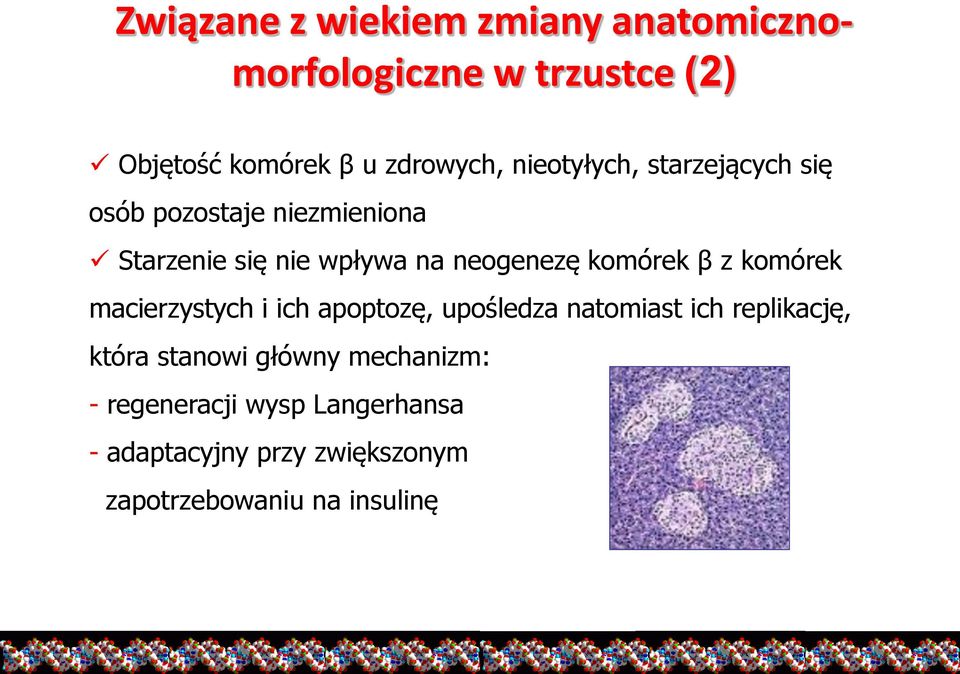 komórek β z komórek macierzystych i ich apoptozę, upośledza natomiast ich replikację, która stanowi