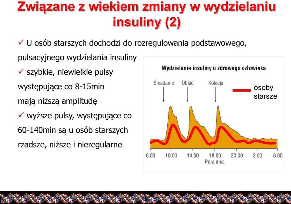 niewielkie pulsy występujące co 8-15min mają niższą amplitudę wyższe pulsy,