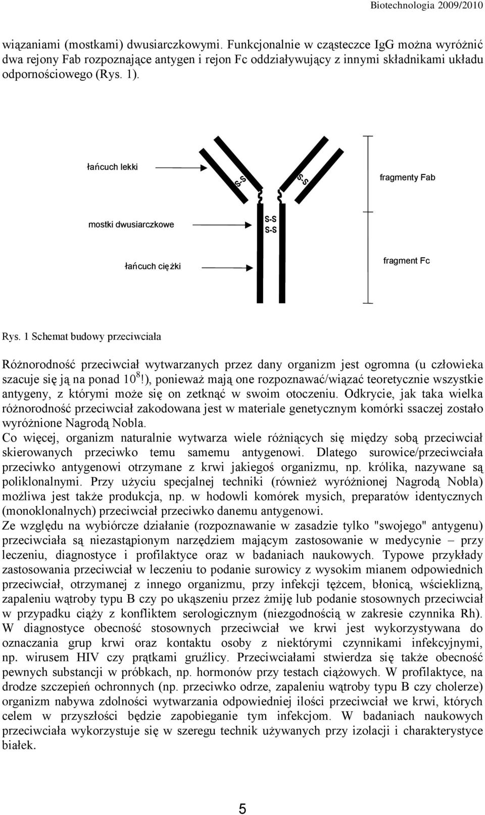 1 Schemat budowy przeciwciała Różnorodność przeciwciał wytwarzanych przez dany organizm jest ogromna (u człowieka szacuje się ją na ponad 10 8!