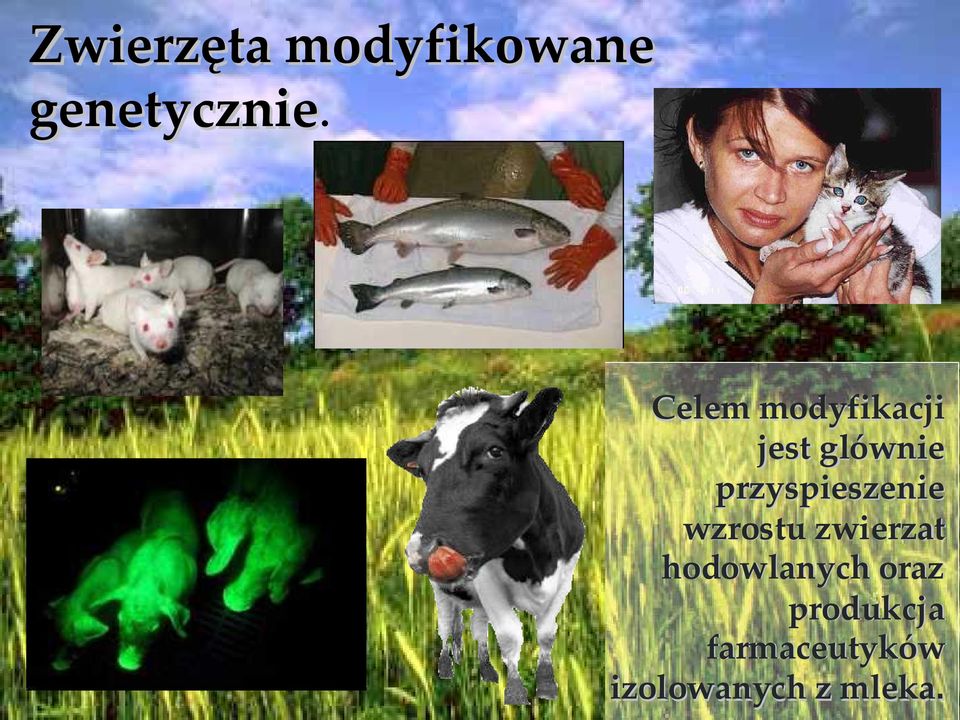 przyspieszenie wzrostu zwierza zwierzat