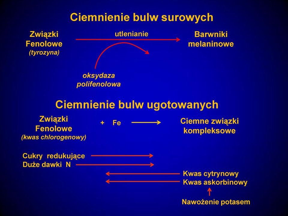 chlorogenowy) Ciemnienie bulw ugotowanych + Fe Ciemne związki