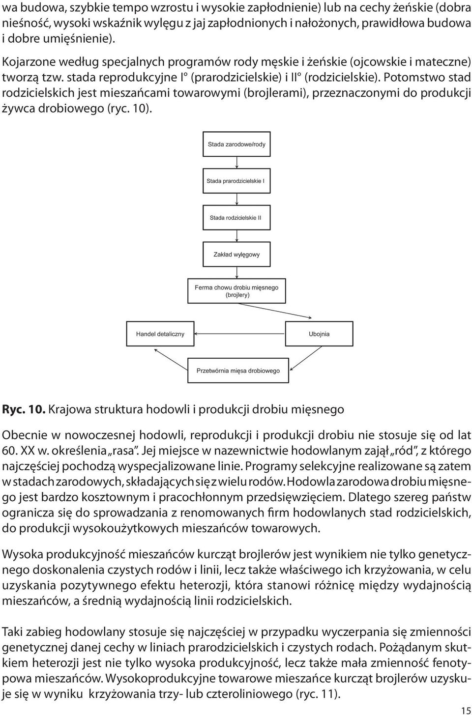 Potomstwo stad rodzicielskich jest mieszańcami towarowymi (brojlerami), przeznaczonymi do produkcji żywca drobiowego (ryc. 10)