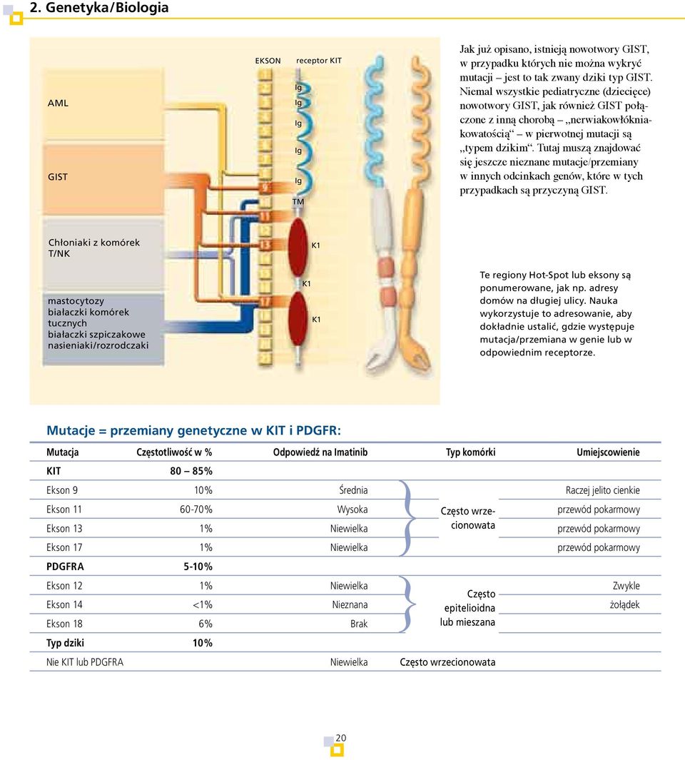 Tutaj muszą znajdować się jeszcze nieznane mutacje/przemiany w innych odcinkach genów, które w tych przypadkach są przyczyną GIST.