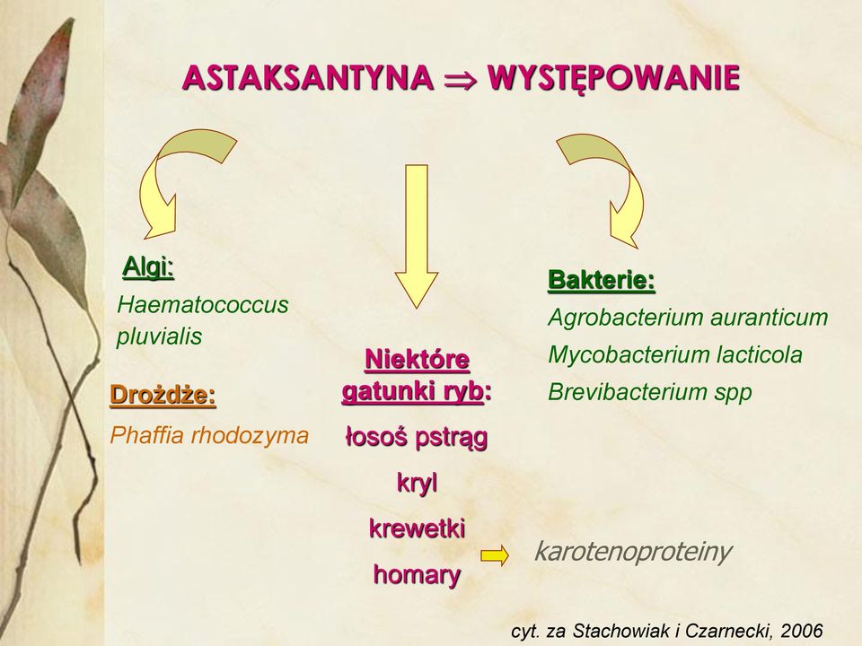 homary Bakterie: Agrobacterium auranticum Mycobacterium lacticola