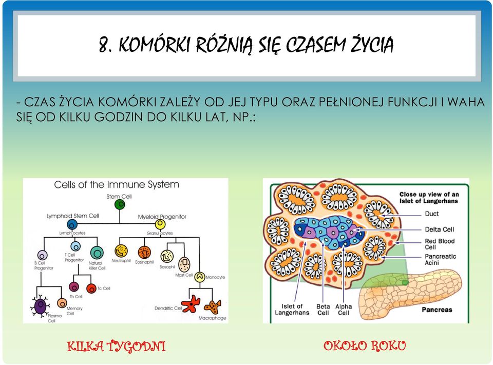 PEŁNIONEJ FUNKCJI I WAHA SIĘ OD KILKU