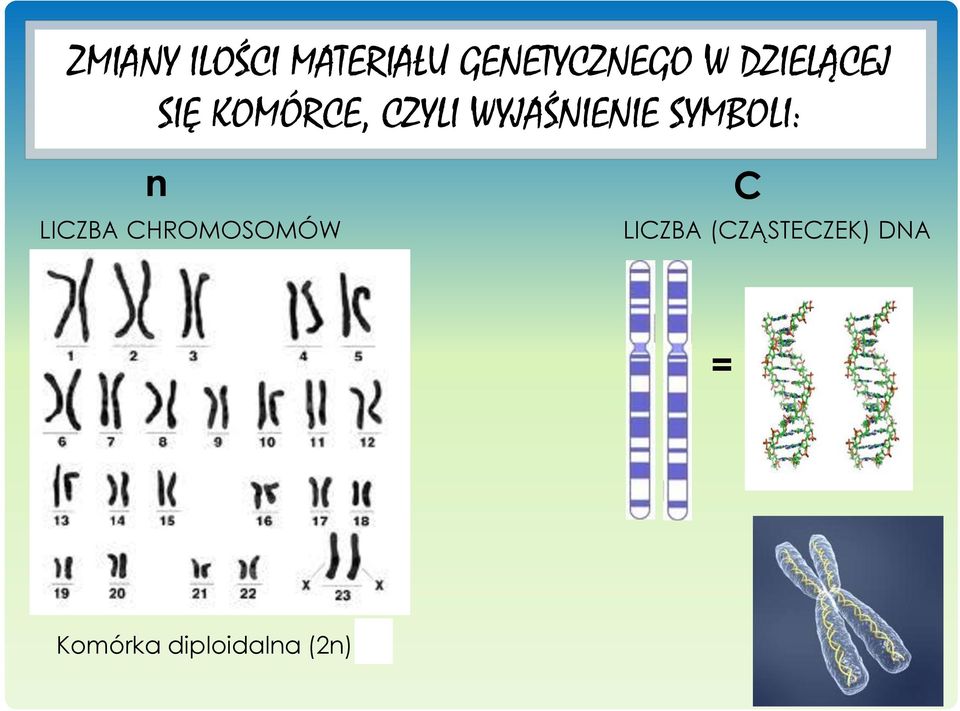 SYMBOLI: n LICZBA CHROMOSOMÓW C LICZBA