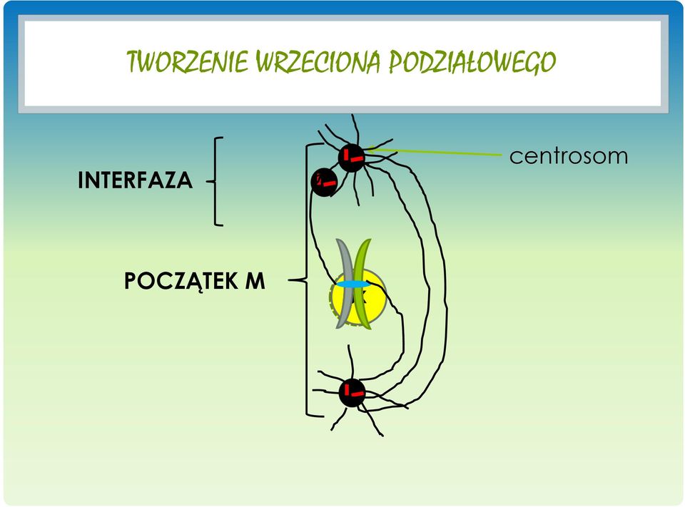 PODZIAŁOWEGO