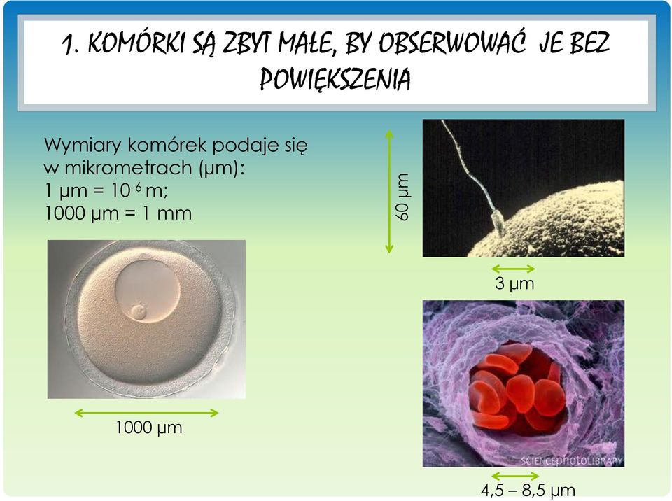 BEZ POWIĘKSZENIA Wymiary komórek podaje