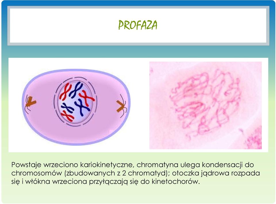 (zbudowanych z 2 chromatyd); otoczka jądrowa