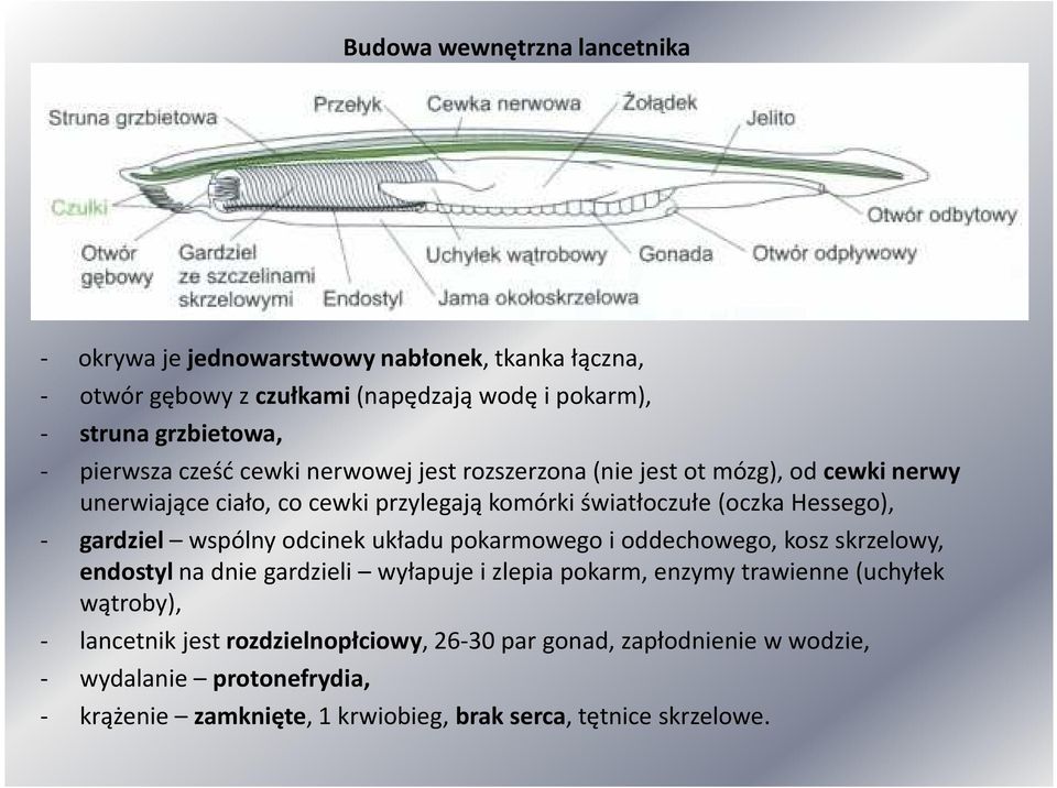gardziel wspólny odcinek układu pokarmowego i oddechowego, kosz skrzelowy, endostylna dnie gardzieli wyłapuje i zlepia pokarm, enzymy trawienne (uchyłek wątroby),