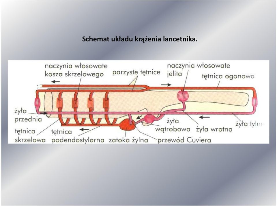 krążenia
