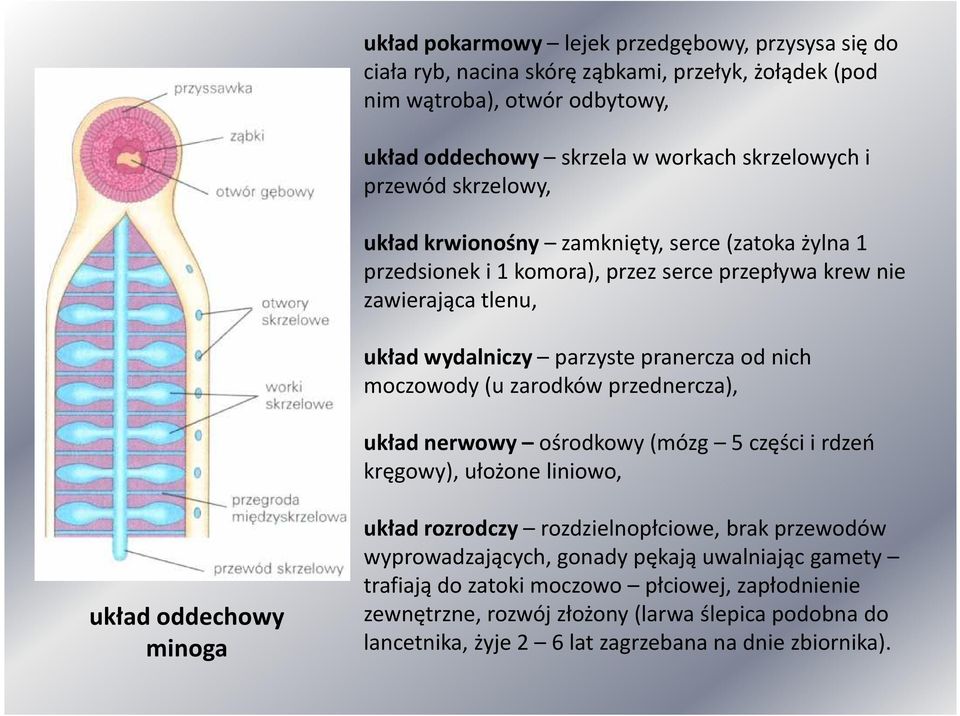moczowody (u zarodków przednercza), układ nerwowy ośrodkowy (mózg 5 części i rdzeń kręgowy), ułożone liniowo, układ oddechowy minoga układ rozrodczy rozdzielnopłciowe, brak przewodów