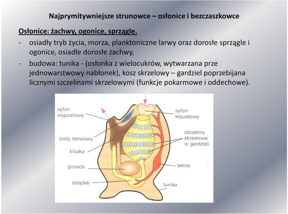 dorosłe żachwy, - budowa: tunika -(osłonka z wielocukrów, wytwarzana prze jednowarstwowy