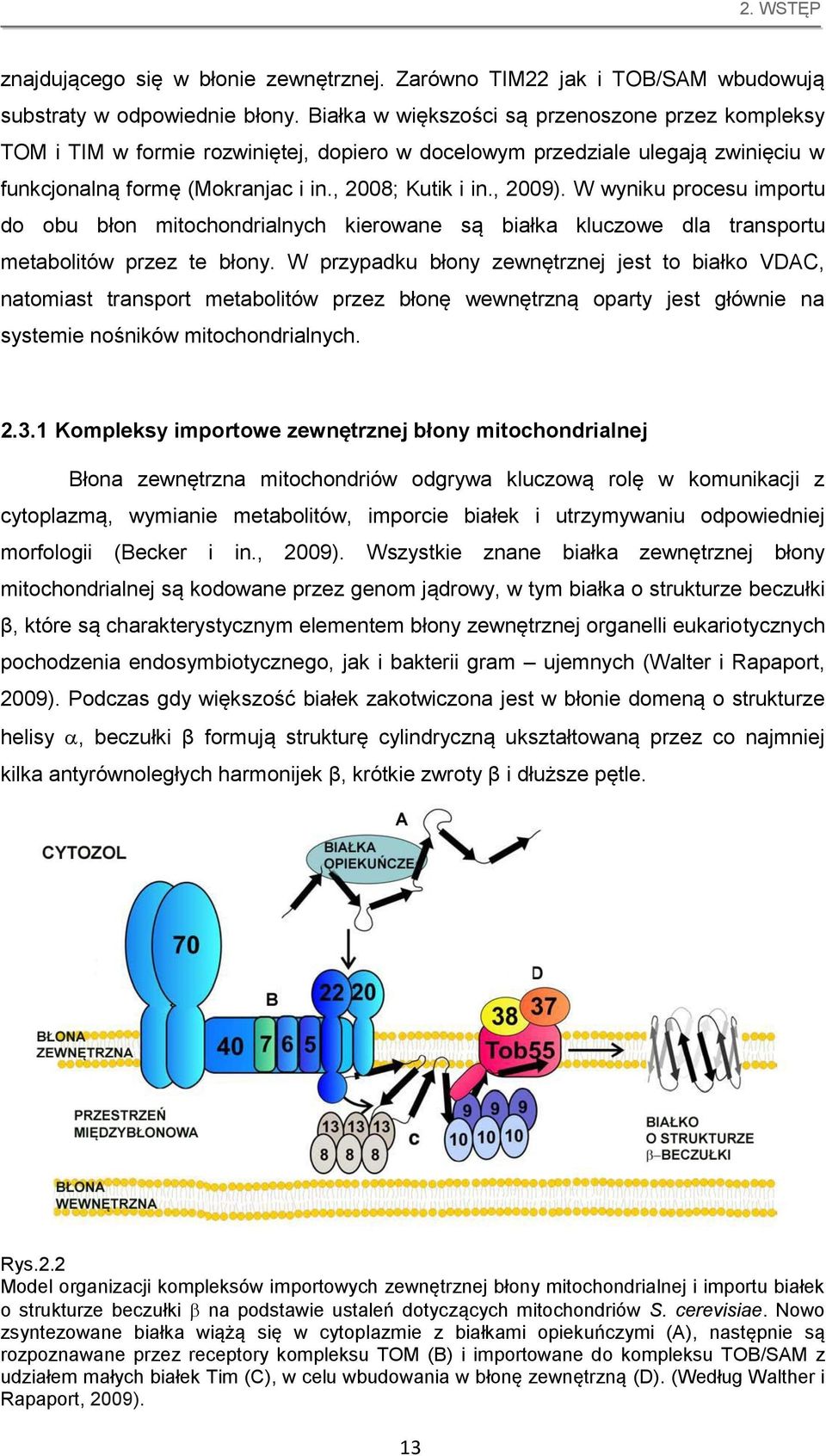 W wyniku procesu importu do obu błon mitochondrialnych kierowane są białka kluczowe dla transportu metabolitów przez te błony.