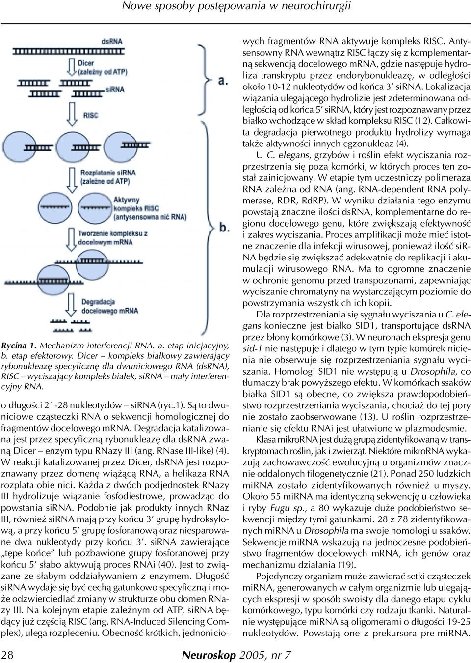 S¹ to dwuniciowe cz¹steczki RNA o sekwencji homologicznej do fragmentów docelowego mrna. Degradacja katalizowana jest przez specyficzn¹ rybonukleazê dla dsrna zwan¹ Dicer enzym typu RNazy III (ang.