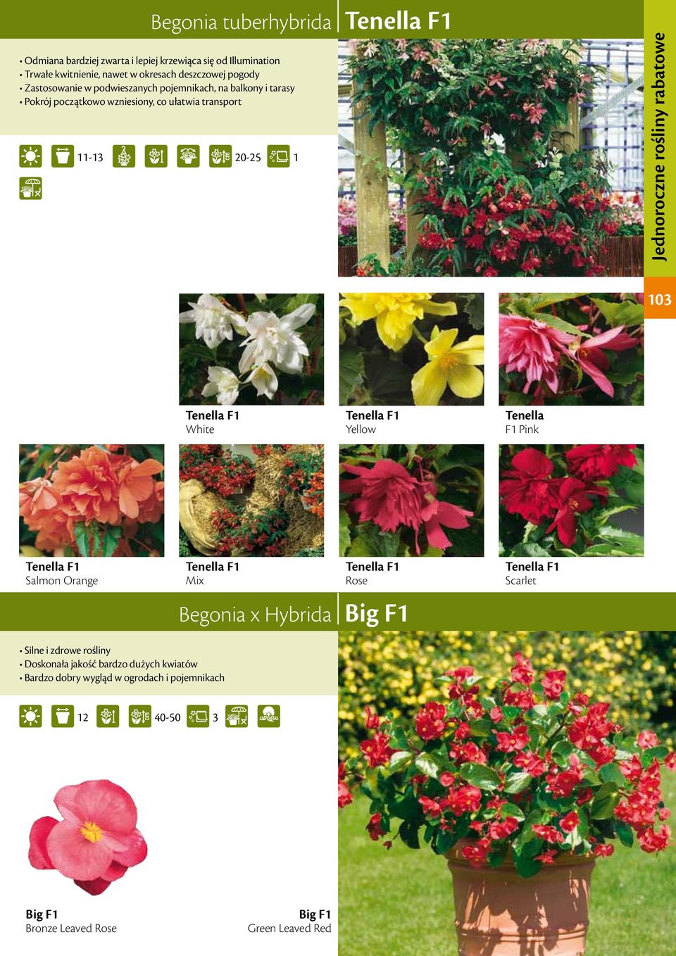 rabatowe 03 Tenella F Tenella F Yellow Tenella F Pink Tenella F Salmon Orange Tenella F Mix Tenella F Rose Begonia x Hybrida Big F Tenella F Scarlet